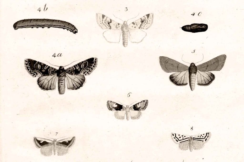 Butterfly taxonomy from