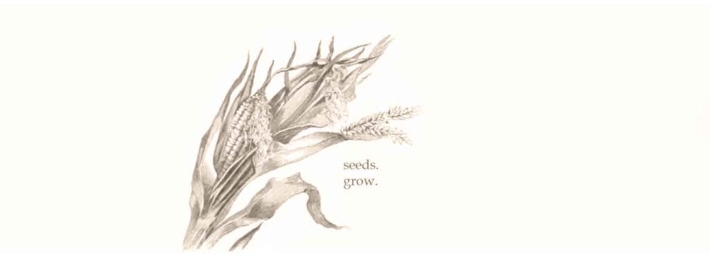 Ear of Corn with Seeds to Grow