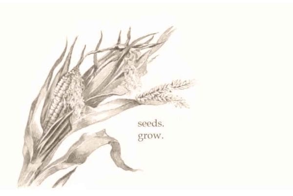 Ear of Corn with Seeds to Grow