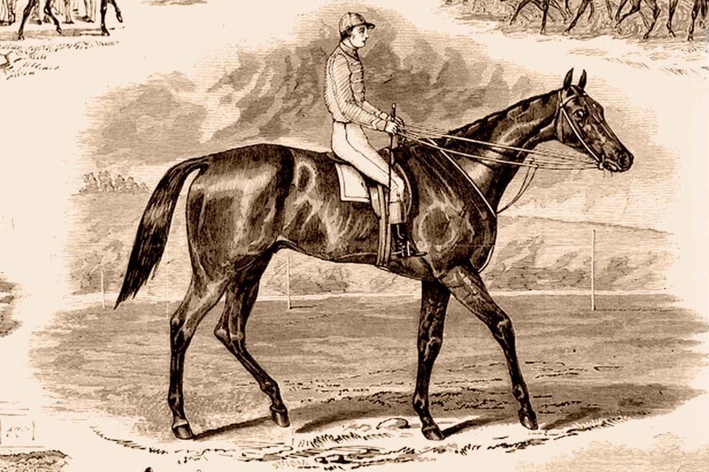 Race Horse