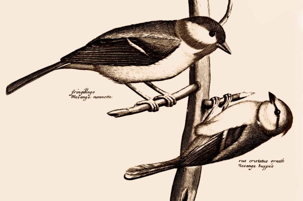 Two Birds - Togetherworks - Fonteva - POSTJOE