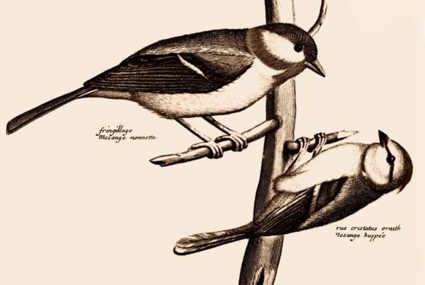 Two Birds - Togetherworks - Fonteva - POSTJOE