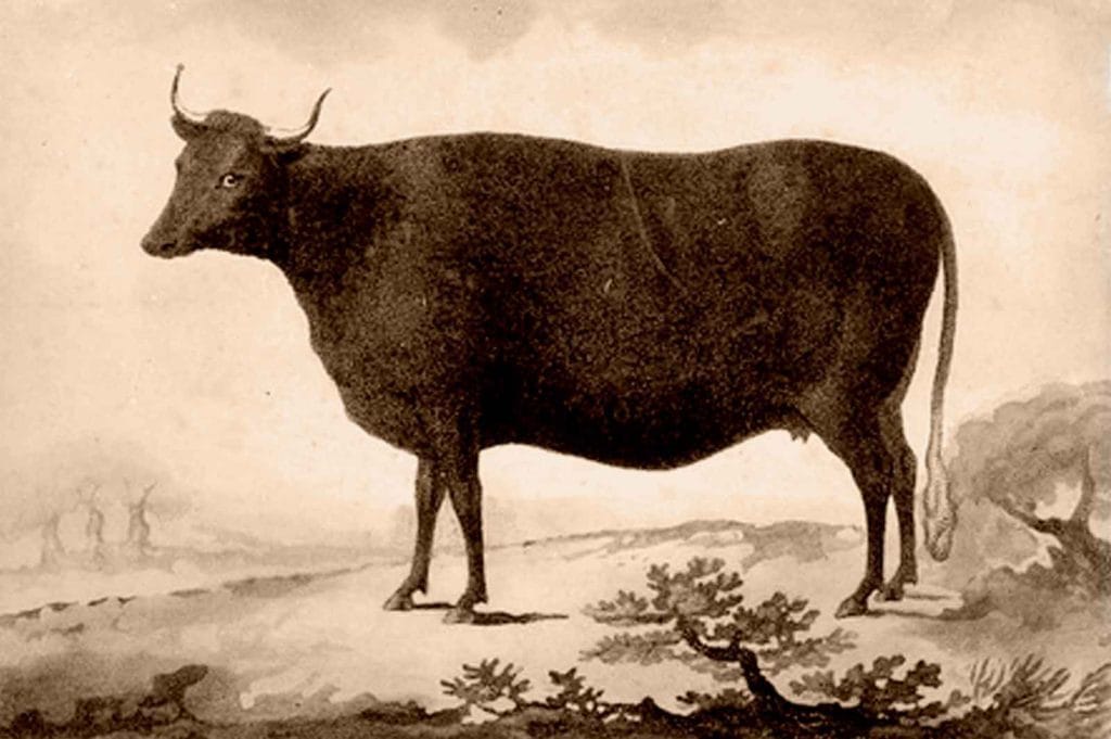 The Prized Heifer