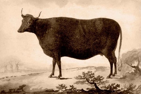 The Prized Heifer