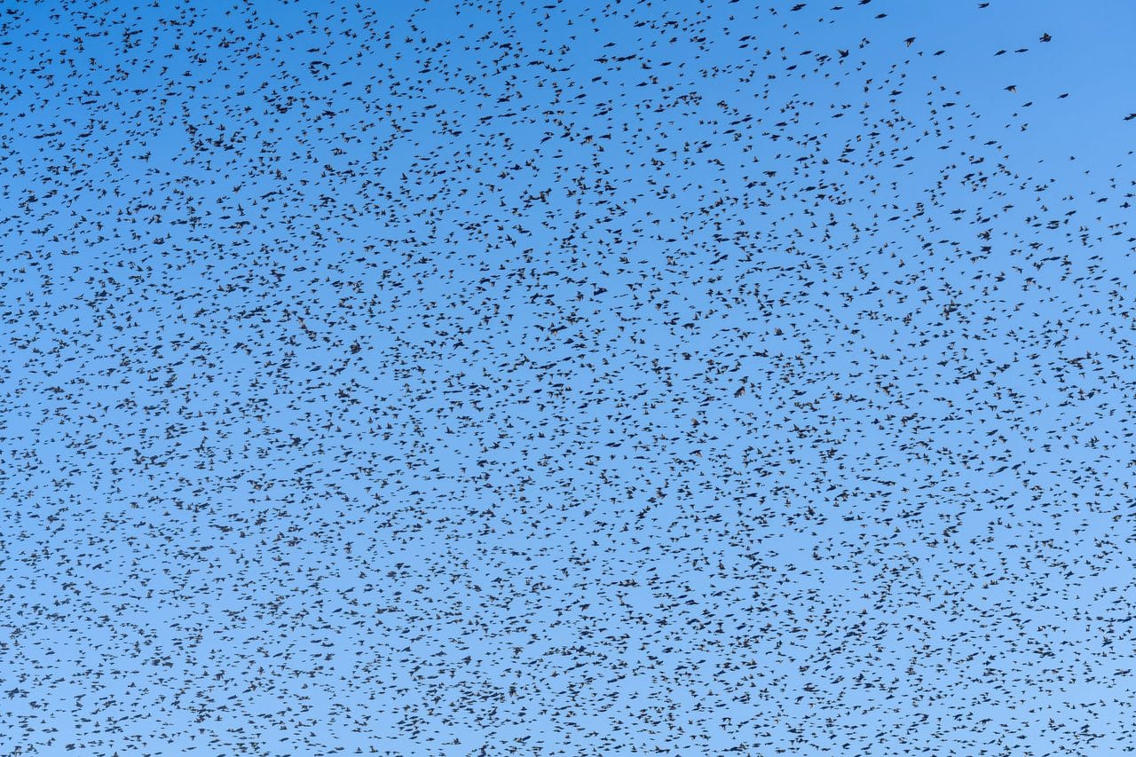 A murmuration of starlings against a blue sky